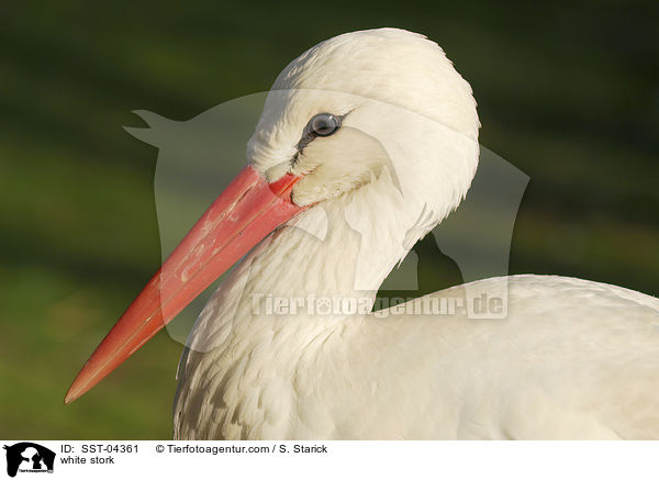 Weistorch Portrait / white stork / SST-04361