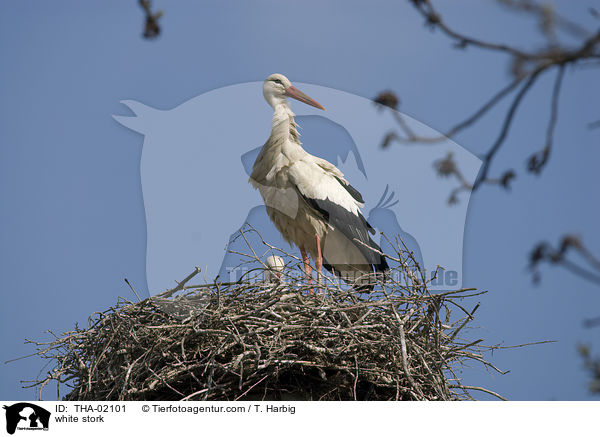 Weistorch / white stork / THA-02101