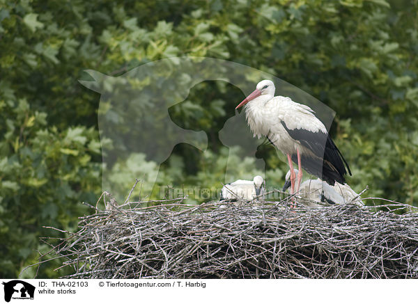 white storks / THA-02103