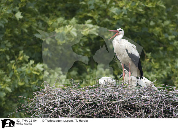 Weistrche / white storks / THA-02104