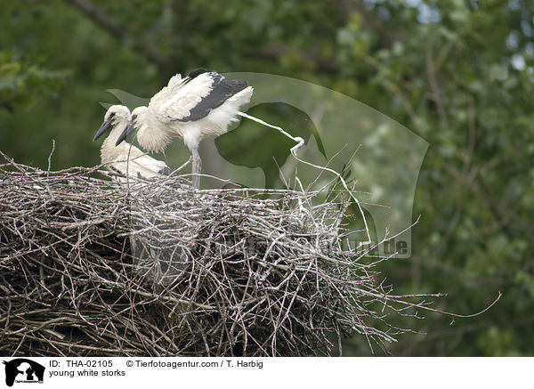 junge Weistrche / young white storks / THA-02105