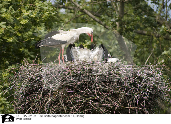 Weistrche / white storks / THA-02106