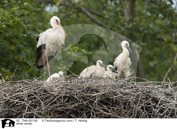 Weistrche / white storks / THA-02108