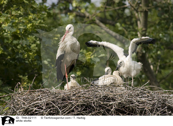 Weistrche / white storks / THA-02111