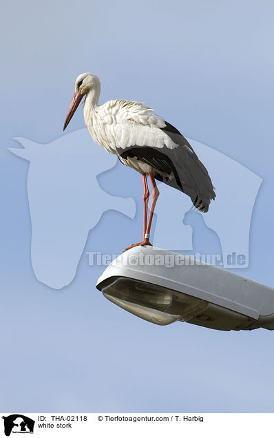 Weistorch / white stork / THA-02118