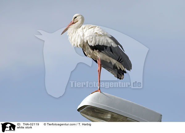 Weistorch / white stork / THA-02119