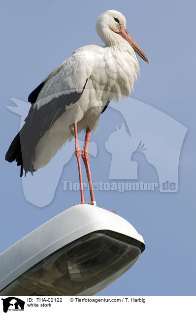 Weistorch / white stork / THA-02122