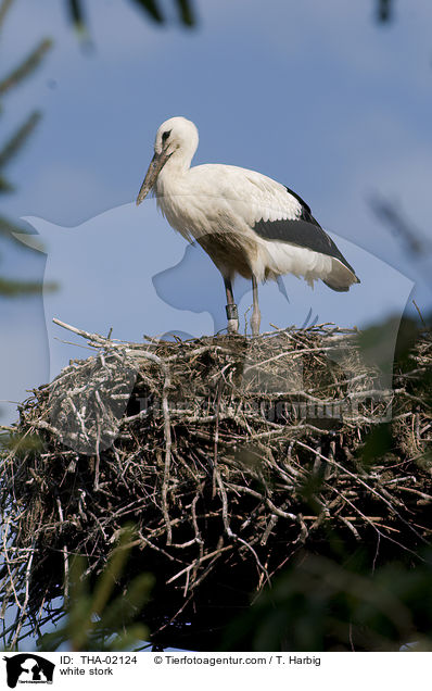 Weistorch / white stork / THA-02124