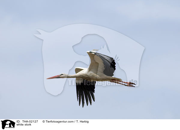 white stork / THA-02127