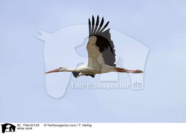 white stork / THA-02128
