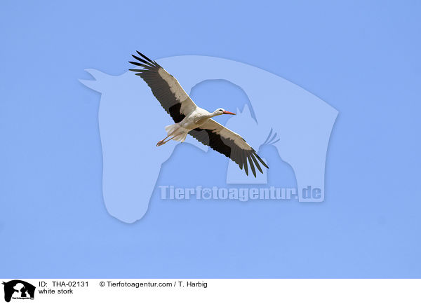 white stork / THA-02131