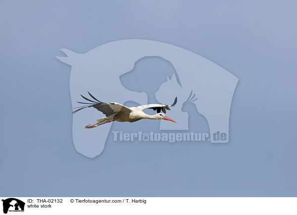 Weistorch / white stork / THA-02132