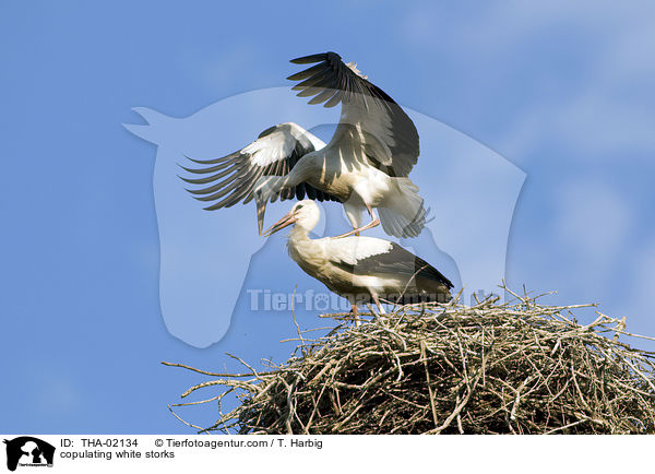 sich paarende Weistrche / copulating white storks / THA-02134