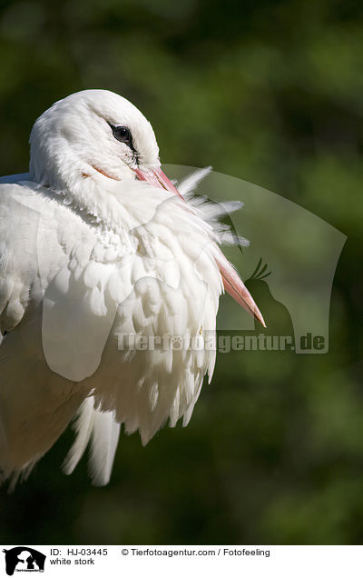 Weistorch / white stork / HJ-03445