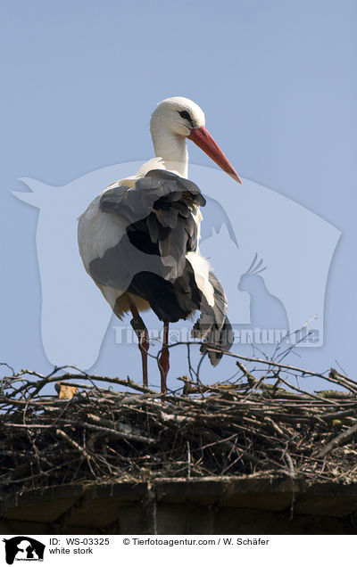 Weistorch / white stork / WS-03325