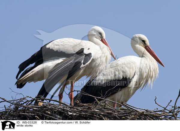 Weistrche / white storks / WS-03326