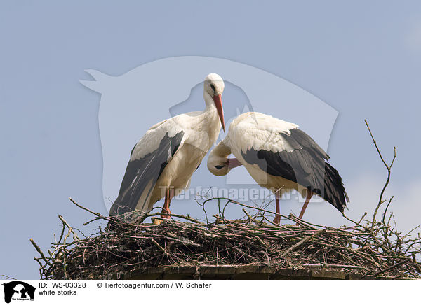 Weistrche / white storks / WS-03328