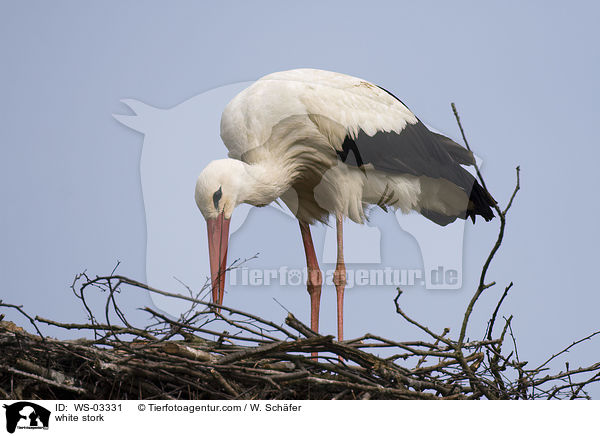 Weistorch / white stork / WS-03331