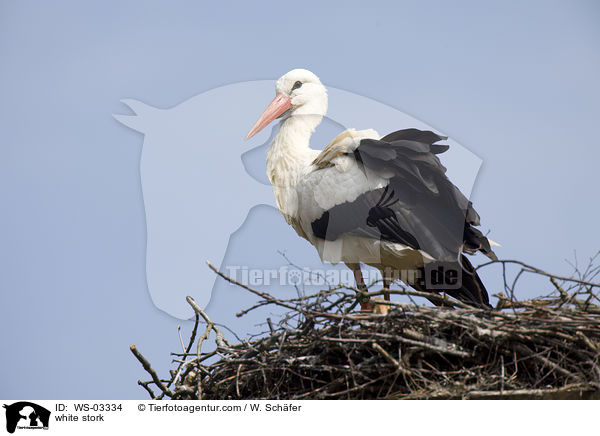Weistorch / white stork / WS-03334