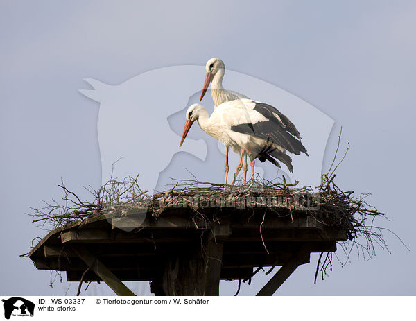 Weistrche / white storks / WS-03337