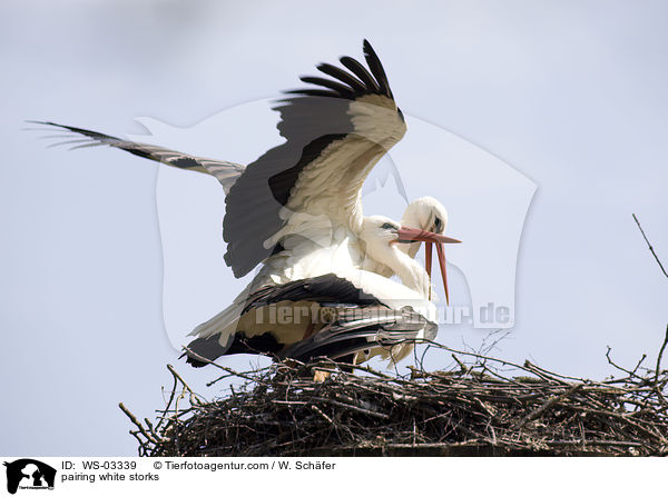 Weistrche bei der Paarung / pairing white storks / WS-03339