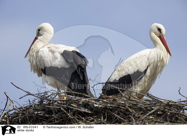 Wei�st�rche / white storks / WS-03341