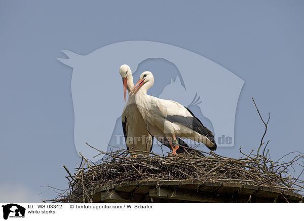 Wei�st�rche / white storks / WS-03342