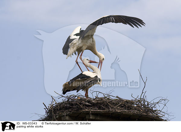 Weistrche bei der Paarung / pairing white storks / WS-03343