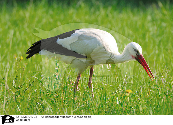 Weistorch / white stork / DMS-01703
