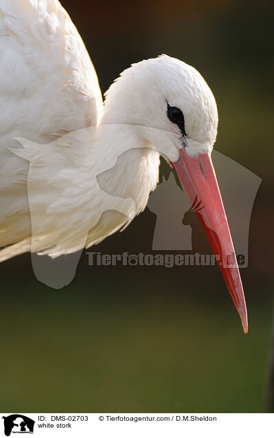 Weistorch / white stork / DMS-02703
