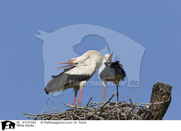 Wei�st�rche / White Storks / AT-01342