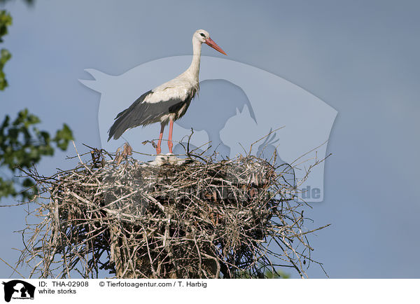 Weistrche / white storks / THA-02908