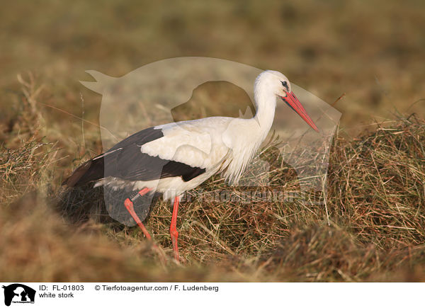 Weistorch / white stork / FL-01803