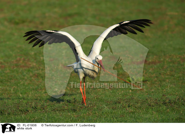 Weistorch / white stork / FL-01806