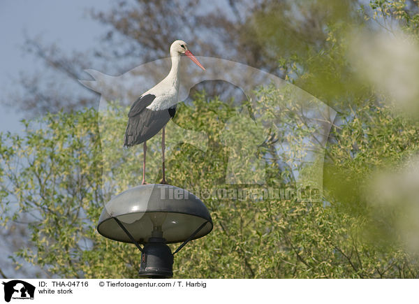 Weistorch / white stork / THA-04716