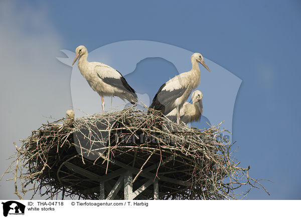 white storks / THA-04718