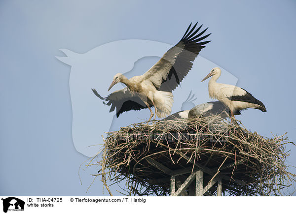 Weistrche / white storks / THA-04725