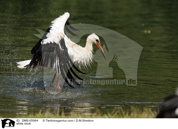 Weistorch / white stork / DMS-05994