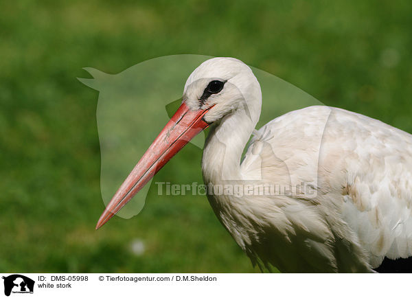 Weistorch / white stork / DMS-05998