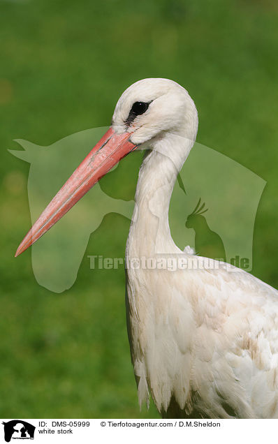 Weistorch / white stork / DMS-05999