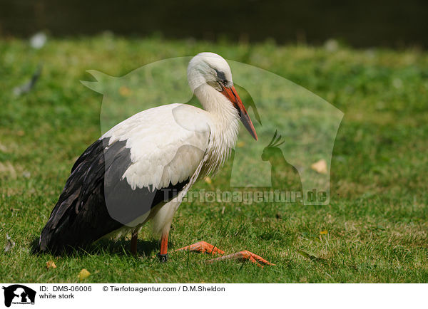 Weistorch / white stork / DMS-06006