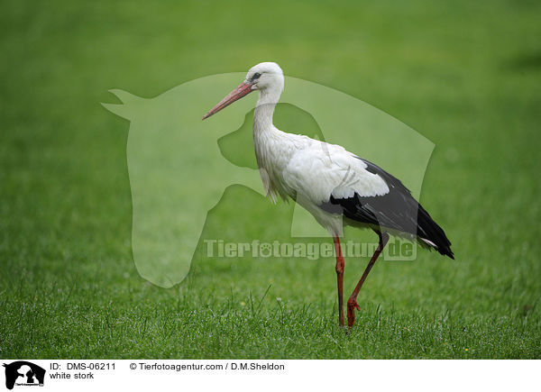 Weistorch / white stork / DMS-06211