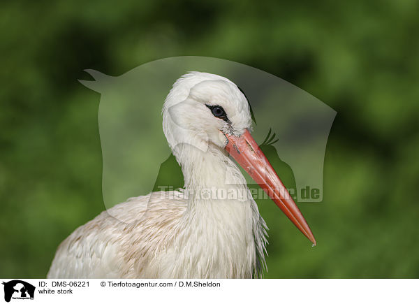 Weistorch / white stork / DMS-06221