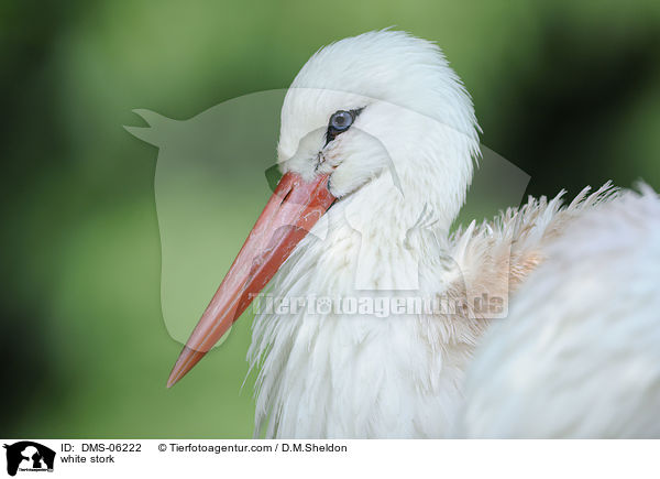 Weistorch / white stork / DMS-06222