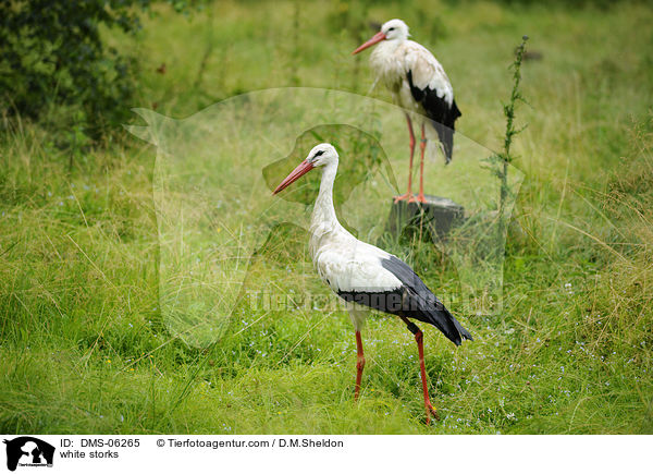 Weistrche / white storks / DMS-06265