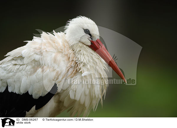 Weistorch / white stork / DMS-06267