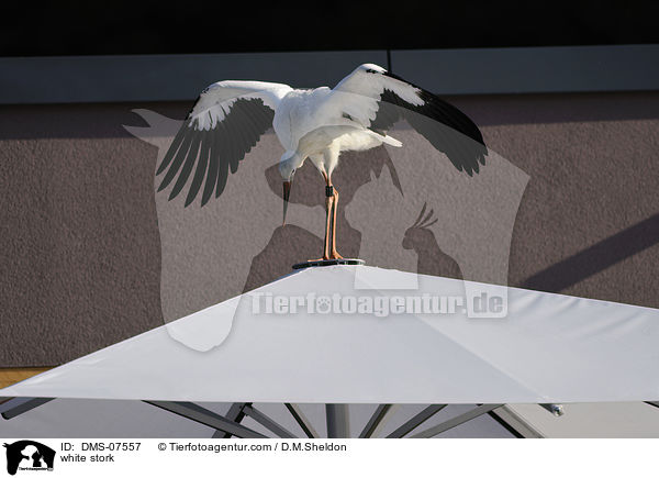 Weistorch / white stork / DMS-07557