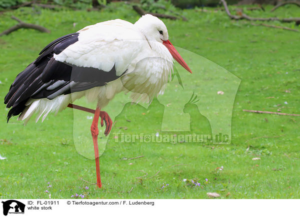 Weistorch / white stork / FL-01911