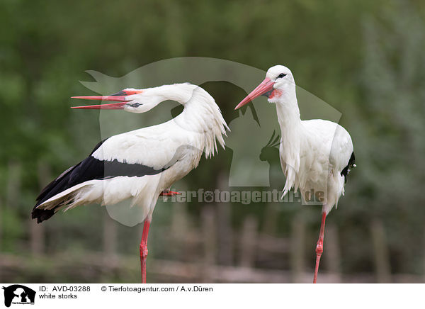 Weistrche / white storks / AVD-03288