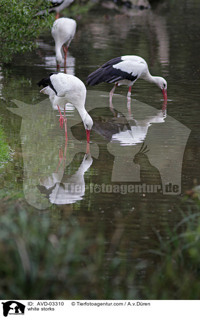 Weistrche / white storks / AVD-03310